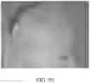 Fig. 42 - METHOD AND APPARATUS FOR BIOLOGICAL EVALUATION