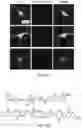 Fig. 04 - GENETICALLY-TARGETED CHEMICAL ASSEMBLY: BUILDING FUNCTIONAL STRUCTURES AND MATERIALS IN LIVING CELLS, TISSUES, AND ANIMALS