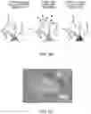 Fig. 12 - GENETICALLY-TARGETED CHEMICAL ASSEMBLY: BUILDING FUNCTIONAL STRUCTURES AND MATERIALS IN LIVING CELLS, TISSUES, AND ANIMALS