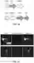 Fig. 22 - GENETICALLY-TARGETED CHEMICAL ASSEMBLY: BUILDING FUNCTIONAL STRUCTURES AND MATERIALS IN LIVING CELLS, TISSUES, AND ANIMALS