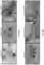 Fig. 29 - GENETICALLY-TARGETED CHEMICAL ASSEMBLY: BUILDING FUNCTIONAL STRUCTURES AND MATERIALS IN LIVING CELLS, TISSUES, AND ANIMALS