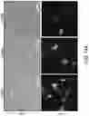 Fig. 37 - GENETICALLY-TARGETED CHEMICAL ASSEMBLY: BUILDING FUNCTIONAL STRUCTURES AND MATERIALS IN LIVING CELLS, TISSUES, AND ANIMALS