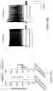 Fig. 44 - GENETICALLY-TARGETED CHEMICAL ASSEMBLY: BUILDING FUNCTIONAL STRUCTURES AND MATERIALS IN LIVING CELLS, TISSUES, AND ANIMALS