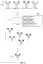 Fig. 02 - VARIANT NUCLEIC ACID LIBRARIES FOR ANTIBODY OPTIMIZATION