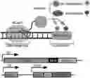Fig. 01 - Methods of editing DNA methylation