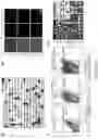 Fig. 25 - Methods of editing DNA methylation