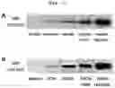 Fig. 02 - PHARMACEUTICAL COMPOSITION CONTAINING NEPRILYSIN-OVEREXPRESSING STEM CELL, CONDITIONED MEDIUM THEREOF, AND EXOSOME ISOLATED THEREFROM AS ACTIVE INGREDIENT FOR PREVENTION OR TREATMENT OF COGNITIVE IMPAIRMENT
