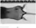 Fig. 07 - COMPOSITIONS AND METHODS FOR STIMULATING HAIR GROWTH