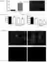 Fig. 02 - NANOMETRIC PHARMACEUTICAL COMPOSITION IN THE FORM OF LIPOSOMES OR NANOEMULSION CONTAINING SPECIFIC SEQUENCES OF INTERFERENCE RNA