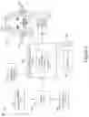 Fig. 04 - Assessment of facial paralysis and gaze deviation