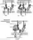 Fig. 01 - Multi-domain immunomodulatory proteins and methods of use thereof