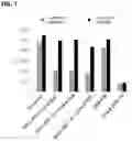 Fig. 08 - Multi-domain immunomodulatory proteins and methods of use thereof