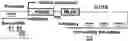 Fig. 01 - Increasing gene expression