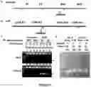 Fig. 02 - Increasing gene expression