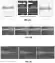 Fig. 08 - ROBOTIC BARCODE TAGGING OF DISTINCT CELL POPULATIONS IN INTACT TISSUE