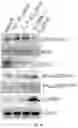 Fig. 49 - SMALL MOLECULE REGULATORS OF NOTCH1 AND USES THEREOF