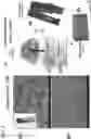 Fig. 02 - STABILIZED PROTEIN IONIC LIQUID APPLICATIONS