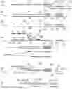 Fig. 01 - METHOD FOR MULTIPLEXABLE STRAND-SPECIFIC 3' END SEQUENCING OF MRNA TRANSCRIPTOME PRIMER SET, KIT AND APPLICATION THEREOF