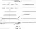 Fig. 02 - METHOD FOR MULTIPLEXABLE STRAND-SPECIFIC 3' END SEQUENCING OF MRNA TRANSCRIPTOME PRIMER SET, KIT AND APPLICATION THEREOF