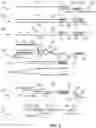 Fig. 04 - METHOD FOR MULTIPLEXABLE STRAND-SPECIFIC 3' END SEQUENCING OF MRNA TRANSCRIPTOME PRIMER SET, KIT AND APPLICATION THEREOF