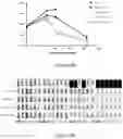 Fig. 06 - COMBINED CHIMERIC ANTIGEN RECEPTOR TARGETING CD19 AND CD20 AND APPLICATION THEREOF