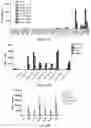 Fig. 08 - COMBINED CHIMERIC ANTIGEN RECEPTOR TARGETING CD19 AND CD20 AND APPLICATION THEREOF