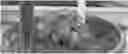 Fig. 01 - A METHOD FOR PRODUCING PLANTS WITH MINIMIZED BIOMASS BYPRODUCT AND ASSOCIATED PLANTS THEREOF