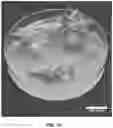 Fig. 22 - A METHOD FOR PRODUCING PLANTS WITH MINIMIZED BIOMASS BYPRODUCT AND ASSOCIATED PLANTS THEREOF
