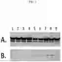 Fig. 02 - LIVE SALMONELLA TYPHI VECTORS ENGINEERED TO EXPRESS PROTEIN ANTIGENS AND METHODS OF USE THEREOF