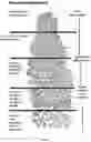 Fig. 02 - METHODS AND APPARATUS FOR OBTAINING FINE-GRAINED GLEASON GRADES AND PREDICTING CLINICAL OUTCOMES IN PROSTATE CANCER
