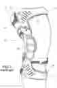 Fig. 02 - Multi-component frame for use in an orthopedic device