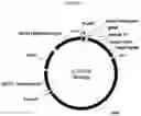 Fig. 24 - METHODS FOR MODIFICATION OF TARGET NUCLEIC ACIDS