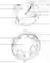 Fig. 02 - PET TOY