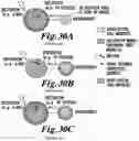 Fig. 28 - NON-INVASIVE SYSTEMS AND METHODS FOR SELECTIVE ACTIVATION OF PHOTOREACTIVE RESPONSES