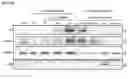 Fig. 06 - GENE THERAPY TREATMENT