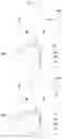 Fig. 16 - ELECTRONIC DEVICE INCLUDING ANTENNA