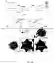 Fig. 16 - COMPOSITE NANOPARTICLE COMPOSITIONS AND ASSEMBLIES