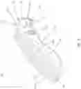 Fig. 02 - BAG AND VALVE FOR ADVANCED RESPIRATORY SUPPORT