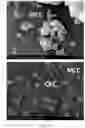 Fig. 08 - Particle Coating Method