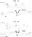 Fig. 586 - ANTIBODY ADJUVANT CONJUGATES