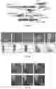 Fig. 07 - MICROBIAL STEM CELL TECHNOLOGY