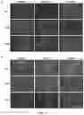 Fig. 09 - BIOMATERIALS AND RELATED METHODS AND KITS
