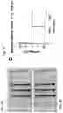 Fig. 08 - DEVICES AND METHODS FOR INCREASING THROUGHPUT OF FLOW-BASED ELECTROPORATION SYSTEMS