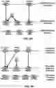 Fig. 06 - Bandwidth part indication in radio link failure report