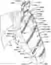 Fig. 01 - FLY MASK FOR AN ANIMAL