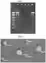 Fig. 02 - Delivery of RNA to trigger multiple immune pathways