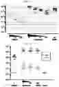 Fig. 07 - Delivery of RNA to trigger multiple immune pathways