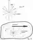 Fig. 16 - Rapid pulse programming of seeds using unnatural light exposure
