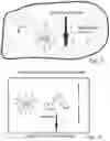 Fig. 17 - Rapid pulse programming of seeds using unnatural light exposure