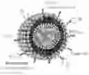 Fig. 01 - CELL-TARGETED NANOPARTICLES TO INHIBIT RNA CARGO